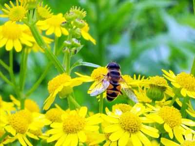 蜜蜂采蜜的季节是哪个季节-蜜蜂采密是什么季节