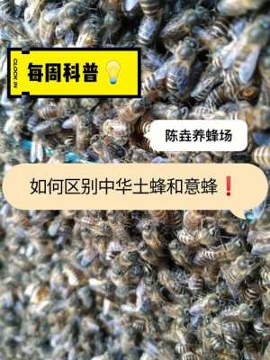 中华蜂跟意蜂有什么区别