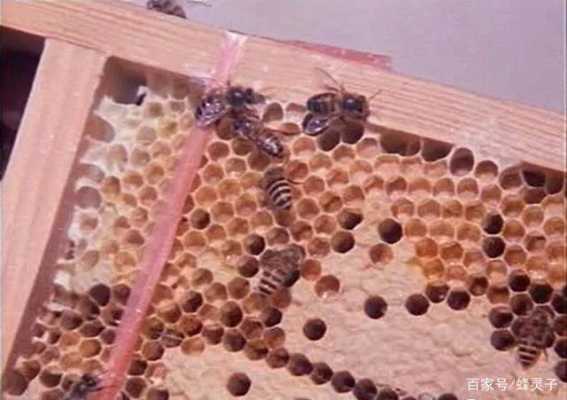 蜜蜂过箱子脾怎么处理_蜜蜂过箱几天去掉绑脾线