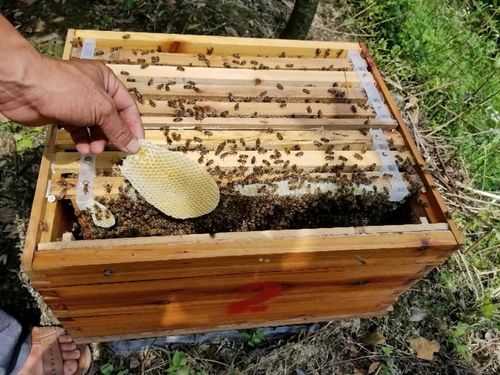 一箱蜜蜂能产多少蜜