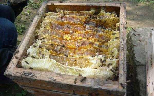 中蜂一天可采多少蜜,中蜂一次采蜜量 