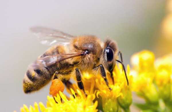什么时候买蜜蜂合适 什么季节买蜂好