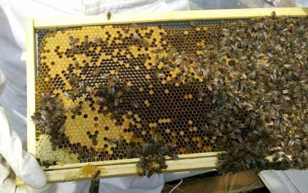 蜜蜂在做巢怎么除掉（蜜蜂做巢在箱顶上怎么办?）
