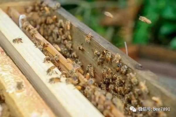 冬天蜜蜂蜂路多少钱