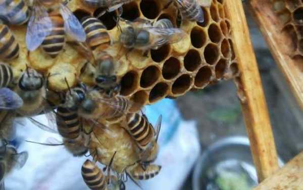 蜜蜂分蜂热怎么换王_蜜蜂分蜂热能不能关老王