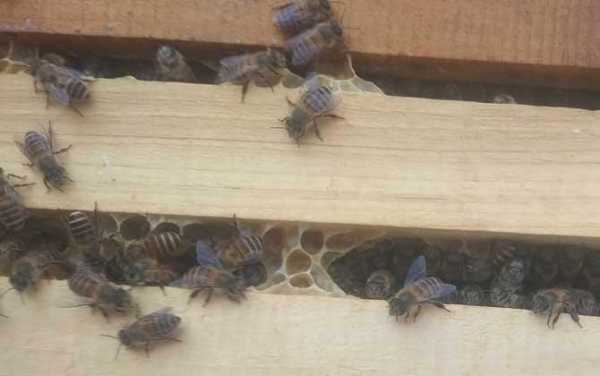 蜜蜂分蜂热怎么换王_蜜蜂分蜂热能不能关老王