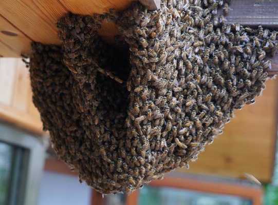 为什么家里突然很多蜜蜂-为什么突然家里有好多蜂蜜