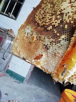 蜂蜜上有蛹怎么取蜜_蜂巢蜜里有蜂蛹可以直接吃吗