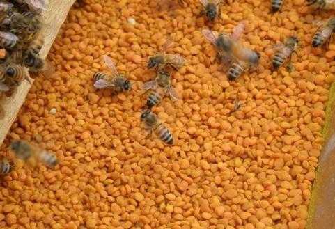  蜜蜂胃花粉怎么胃「蜜蜂花粉如何饲喂」