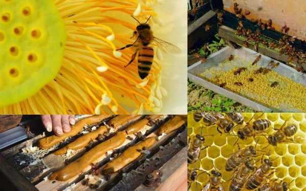 蜜蜂胃花粉怎么胃「蜜蜂花粉如何饲喂」
