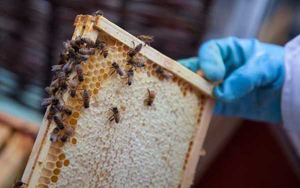 养蜂的作用-养养蜂蜂产品有什么