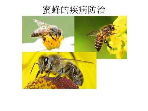蜜蜂还有什么病需要预防的_蜜蜂常见疾病的预防与治疗