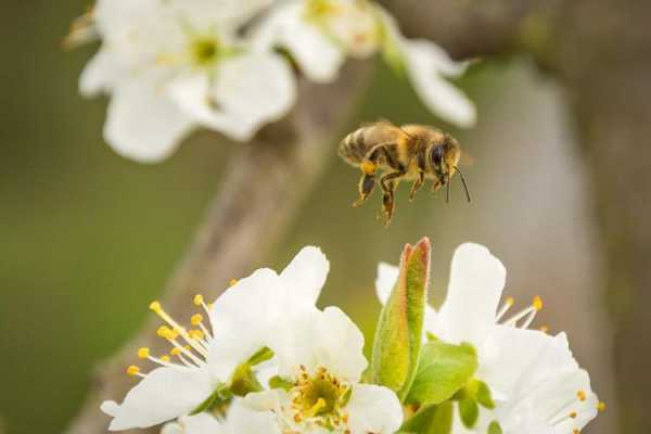 蜜蜂授粉范围是多少平方米 蜂蜜授粉多少钱一亩