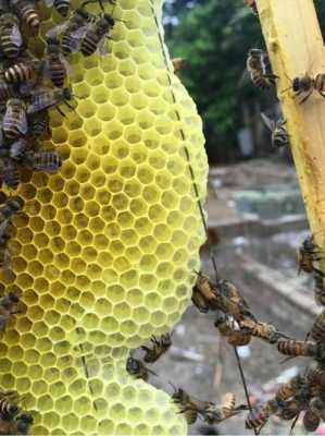 中蜂温度低于多少度才能给蜂群保暖-中蜂多少温度盖塑料膜