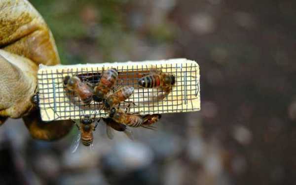 失王群工蜂开关怎么处理_失王蜂群如何与其它蜂群合并