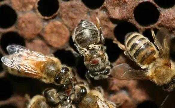  意蜂螨虫怎么治疗「意蜂有蜂螨有什么表现」