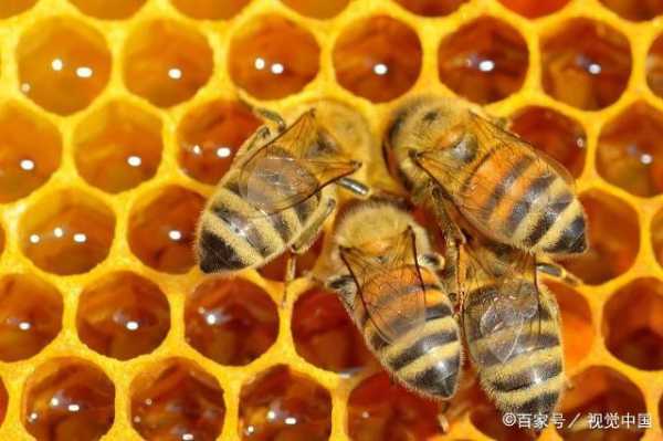 蜜蜂一天产卵多少,蜜蜂每天产卵多少 