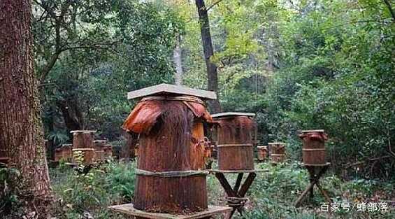 木桶养蜂怎样人工分蜂-木桶蜂箱人工分蜂怎么分法