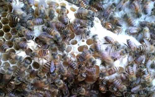 蜜蜂奖励饲喂量多少（蜜蜂一次喂多少）