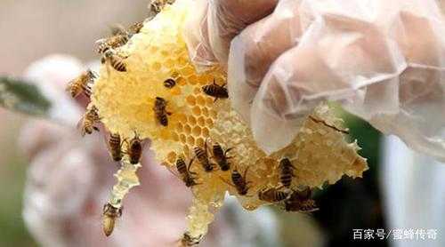多少只蜂蜜产一斤的蜜蜂