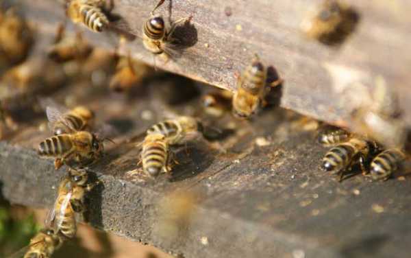  蜜蜂群中的工蜂是干什么的「蜜蜂中的工蜂主要吃什么东西」