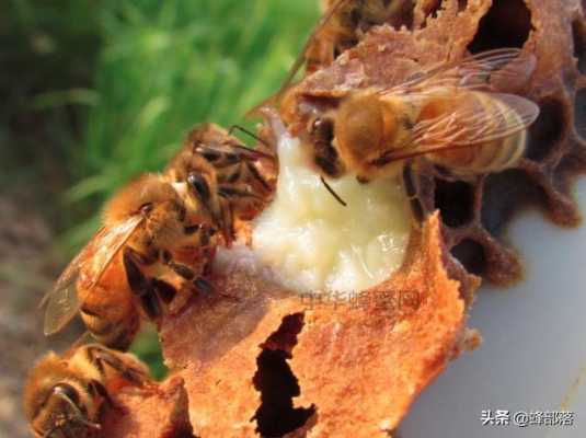 死蜜蜂的药用功效与作用-死蜜蜂有什么药用价值