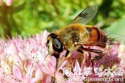 死蜜蜂的药用功效与作用-死蜜蜂有什么药用价值