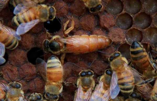 蜜蜂大概多少个月会产蜜_蜜蜂一般在哪几个月开始分窝