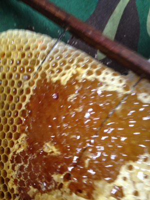 蜂巢蜜上的蜜蜂怎么去掉呢