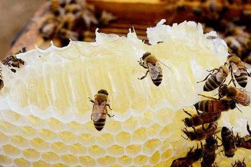 蜜蜂的一生能采多少蜂蜜