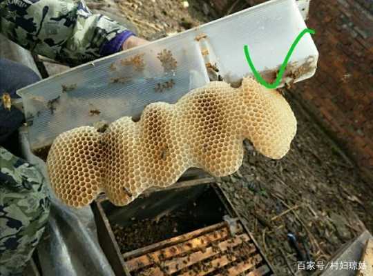 摇蜜的时候怎么驱赶蜜蜂-摇蜜为什么要死蜂