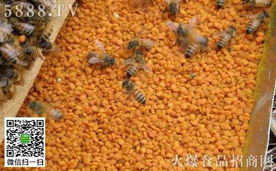 一箱蜂能产多少花粉_一箱蜂多少只