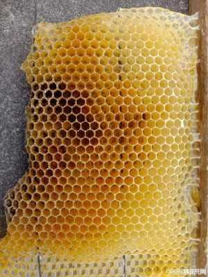 蜜蜂的脾有几种-蜜蜂带脾是什么意思是什么