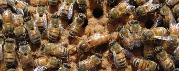  意蜂子多蜜少怎么办「意蜂出勤蜂少怎么办」