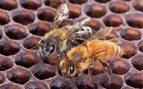 意蜂哪个品种维持大群 意蜂什么品种上蜜最多