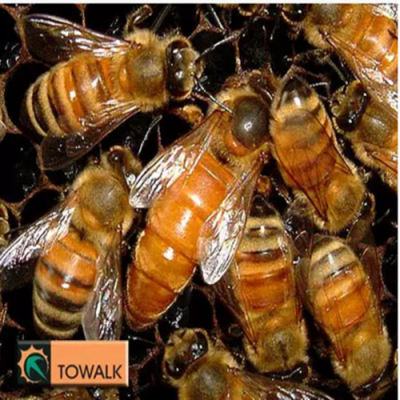 意蜂哪个品种维持大群 意蜂什么品种上蜜最多
