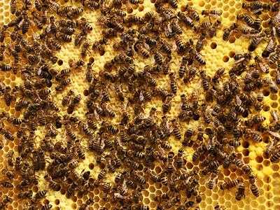 蜜蜂吃蜂巢怎么医治