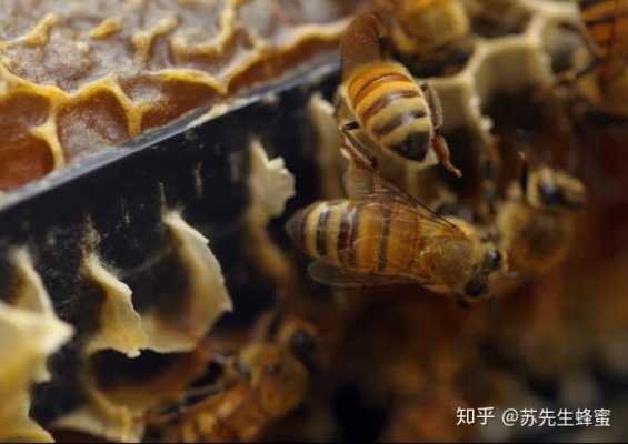 蜜蜂吃蜂巢怎么医治