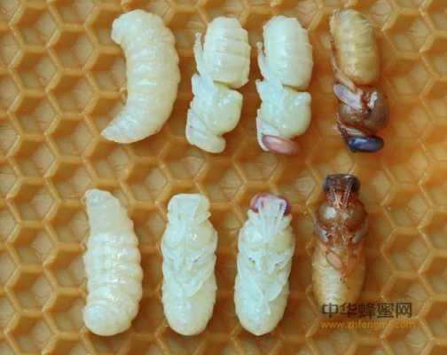 什么蜂的幼虫能吃_什么蜂的幼虫能吃
