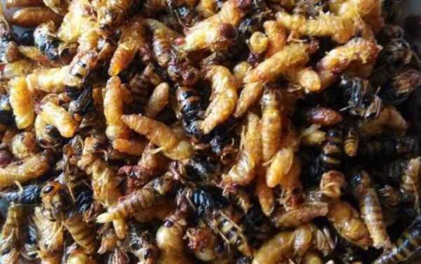  蜜蜂小蜂蛹怎么吃「蜜蜂的蛹怎么吃」