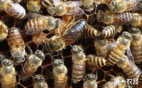 多少蜜蜂可以育王（多少只蜜蜂才能产一斤密?）
