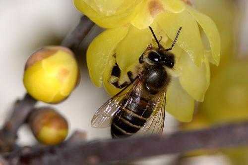  一瓶青霉素能喂多少蜜蜂「青霉素喂蜜蜂有什么功效」