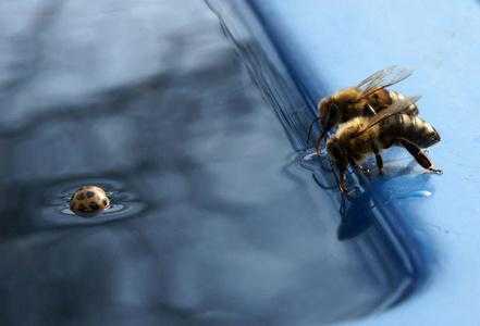 蜜蜂饮水-蜜蜂是怎么喝水的