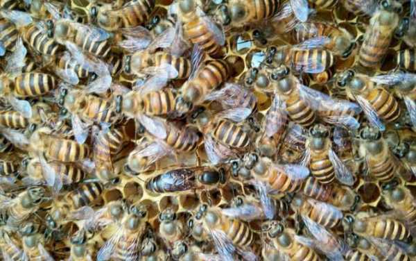 中蜂天然蜂路是多少,中蜂的蜂路距离是多少 