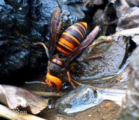 虎头蜂有几个品种-虎头蜂有多少种的