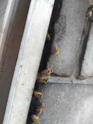 蜜蜂移地方怎么移（蜜蜂怎样移窝）