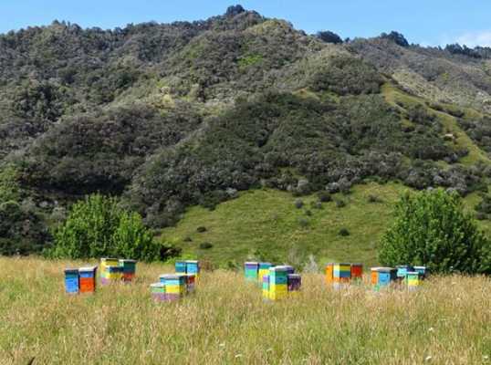 新西兰有多少个蜂蜜农场