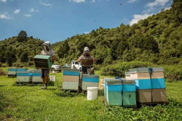 新西兰有多少个蜂蜜农场