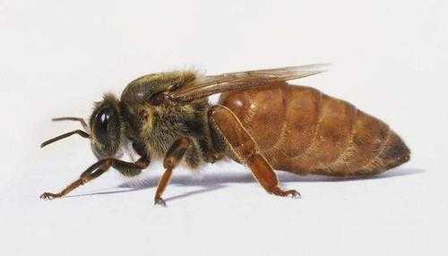 蜂后是怎么出来的「蜜蜂的蜂后是怎么来的」