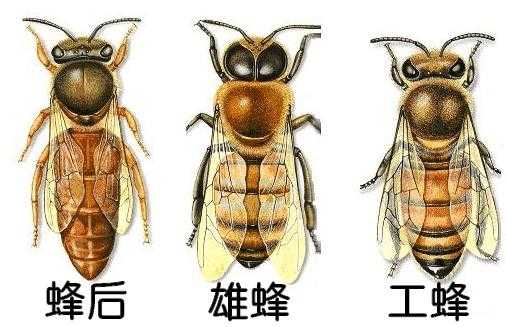  蜂后是怎么出来的「蜜蜂的蜂后是怎么来的」